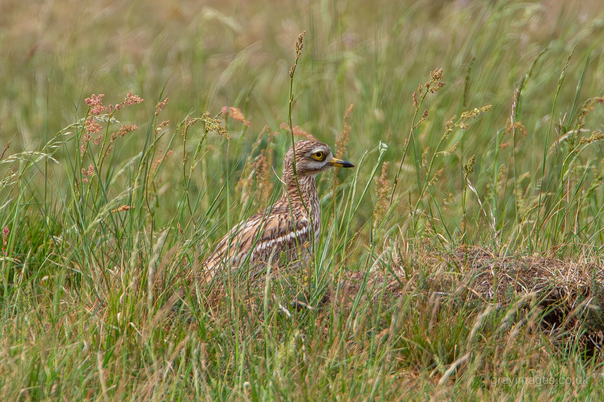 grayimages's tweet photo. Stone Curlew today. Also known as the Norfolk Plover "wailing heath chicken" and "goggle-eyed plover" https://t.co/q3FYutWIi7