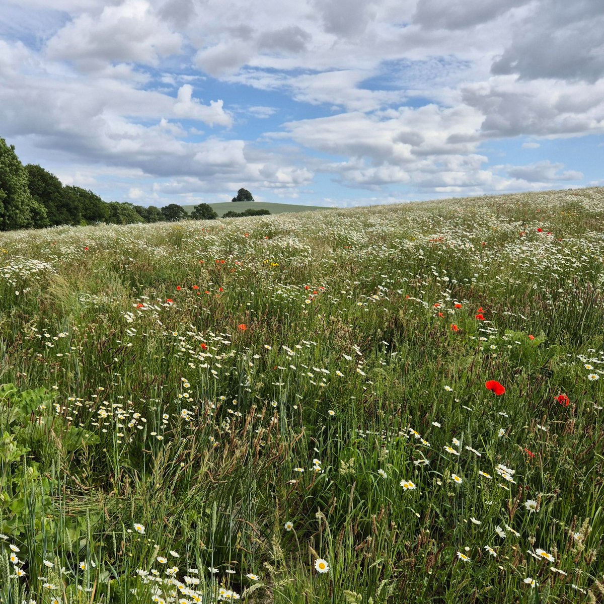 12beesbuzzing's tweet photo. Two Painted Lady butterflies enjoying the 'arable weeds' habitat of Bessie's Field next to @earth_trust Wittenham Woods, with Brightwell Barrow in the distance.
#wildflowerhour #butterflies @UpperThamesBC https://t.co/Q4XIaJCuCU