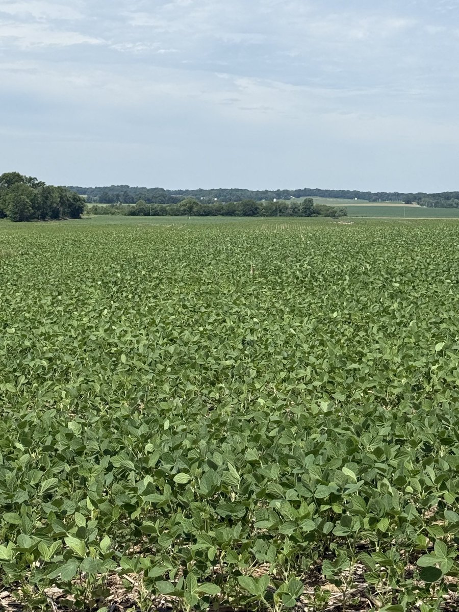 AGRICENLIFER's tweet photo. Reclaimed coal mine ground sprayed with Terramar vs no Terramar!!!💪🏻💪🏻💪🏻I would say that worked! #Soybeans 
#Terramar applied with post herbicide, nutritional and/or #fungicide sprays https://t.co/itWzFom1BV