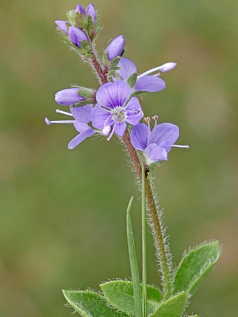 Botany2021's tweet photo. Heath Speedwell was abundant on the Bodmin Moor today, but without the flowers you wouldn't see the leaves. The sheep graze them so short they're almost invisible.
#wildflowerhour

Veronica officinalis https://t.co/JBn2WldzW8