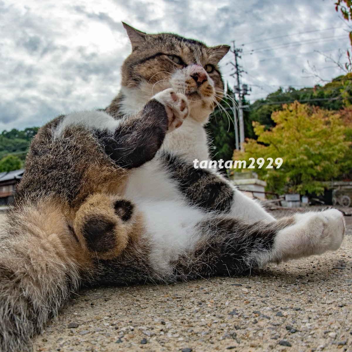 yanyam2929's tweet photo. 奴らの狩りはチョウチンアンコウと似ている。
つまりキンタマは疑似餌という“おとり”である。
そこに寄ってきた獲物を容赦なく狩るのだ。

著書『アマゾン探検隊キンタマ日誌』より

#cat #猫 https://t.co/9o2VWdwMSt