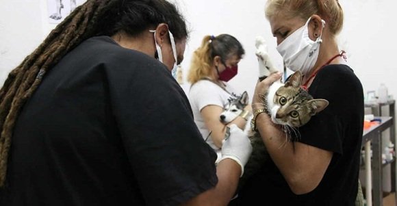 cubadebatecu's tweet photo. 🐶 ¿Cuáles son las organizaciones civiles cubanas afines a los animales? 
https://t.co/9kFHeDX8VV https://t.co/Xut18lk61L