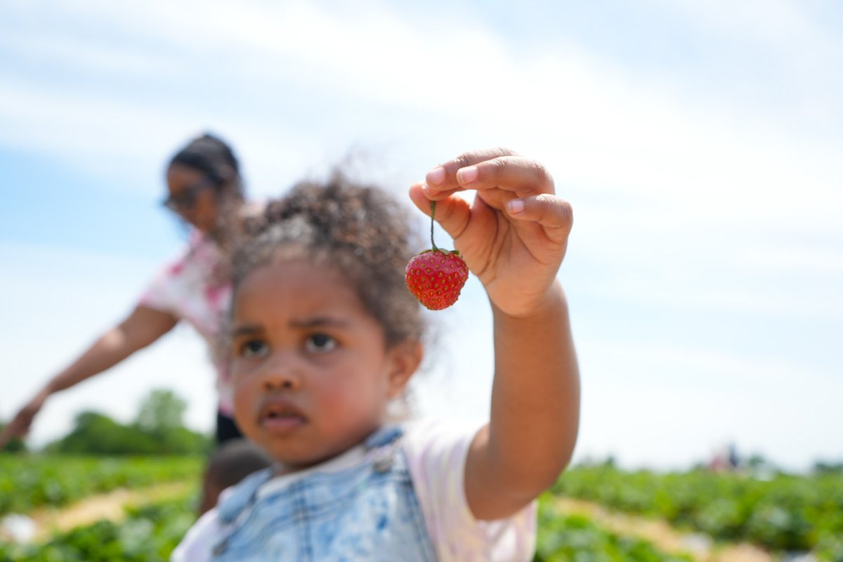 FoxLifeVisuals's tweet photo. 📸  Beasleys Orchard was really cool to check out. They have a lot of farm activities and seasonal events. We got a lot of strawberries this go around 1/3 https://t.co/E36EY7qh0u