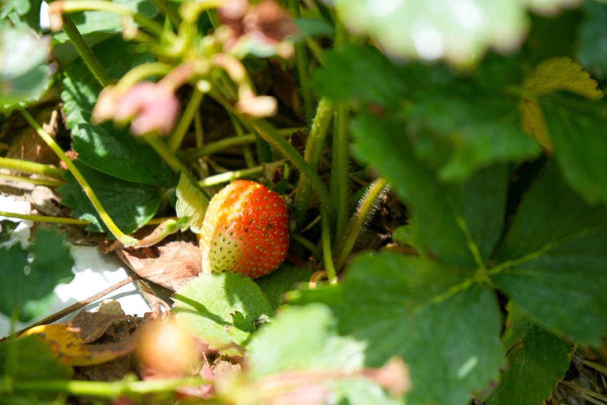 FoxLifeVisuals's tweet photo. 📸  Beasleys Orchard was really cool to check out. They have a lot of farm activities and seasonal events. We got a lot of strawberries this go around 1/3 https://t.co/E36EY7qh0u