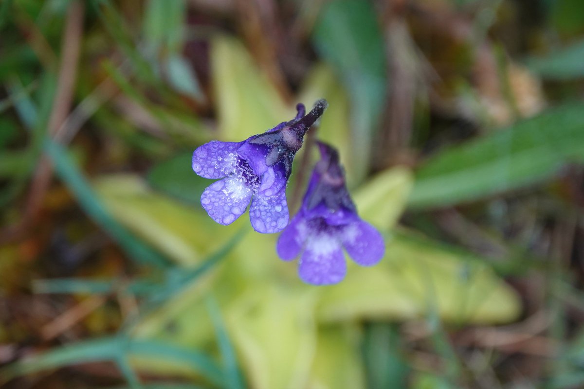 _Stickybeak's tweet photo. Common Butterwort appearing in many places around Rathlin this week - this one glistening with droplets on a misty morning #WildflowerHour https://t.co/EjJj5hRm8U