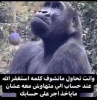 Fweisqa's tweet photo. طلعت حيه الخبله 
طيب والله ما اقرا التسبيح والاستغفار هذا اجر مافي https://t.co/yGhmb7TMLm