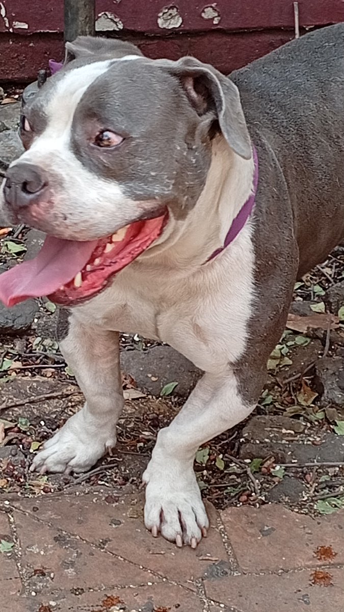 LordSalmonOnce's tweet photo. Este nene está perdido
esta enfrente de la parroquia de María Auxiliadora en calle colegio Salesiano 39 Anáhuac alcaldía de Miguel Hidalgo CDMX
@i_alaniis
@c4jimenez
Cómparte para que vengan por el https://t.co/m2pm9v3x8u
