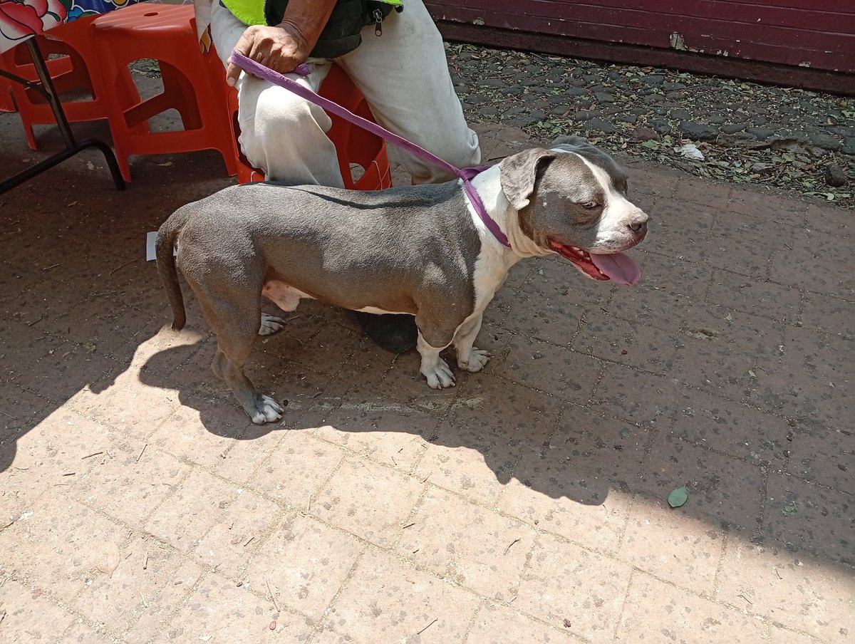 LordSalmonOnce's tweet photo. Este nene está perdido
esta enfrente de la parroquia de María Auxiliadora en calle colegio Salesiano 39 Anáhuac alcaldía de Miguel Hidalgo CDMX
@i_alaniis
@c4jimenez
Cómparte para que vengan por el https://t.co/m2pm9v3x8u
