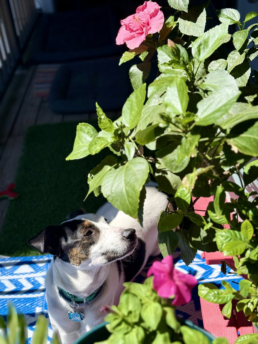 anu2000m's tweet photo. Ah! Sunny sunbathing #Sundays  😎

#ItsaDogsLife #May31 #May2026 #Sunday #Sunny #DMVWeather 🍀 https://t.co/Xu2L9Al2HR