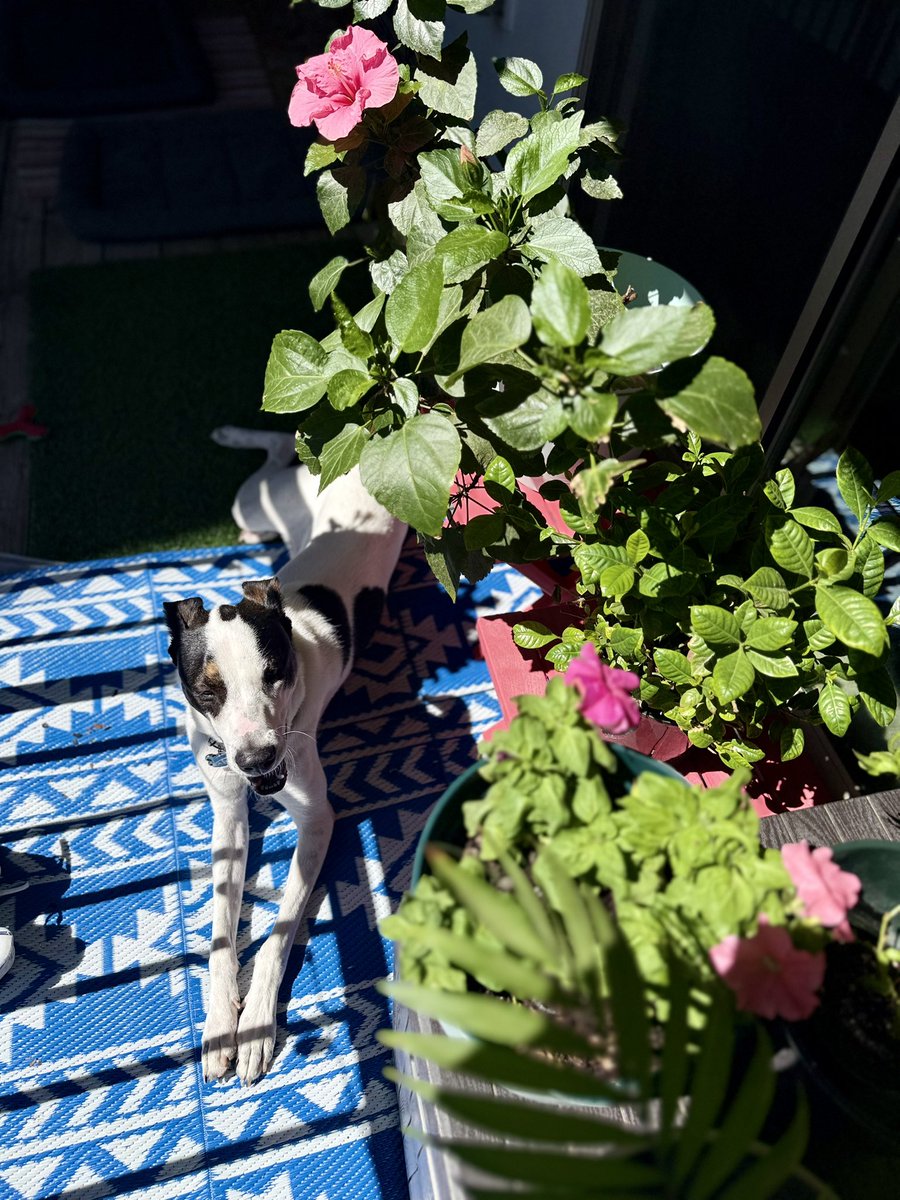 anu2000m's tweet photo. Ah! Sunny sunbathing #Sundays  😎

#ItsaDogsLife #May31 #May2026 #Sunday #Sunny #DMVWeather 🍀 https://t.co/Xu2L9Al2HR