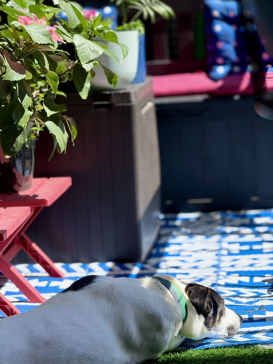 anu2000m's tweet photo. Ah! Sunny sunbathing #Sundays  😎

#ItsaDogsLife #May31 #May2026 #Sunday #Sunny #DMVWeather 🍀 https://t.co/Xu2L9Al2HR