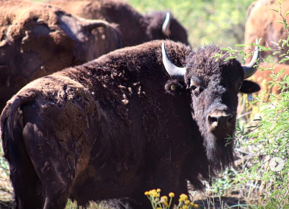 101revista's tweet photo. Regresó el bisonte a Sonora tras siglos de ausencia https://t.co/jbeT2goKuA https://t.co/SHDHVw5vDb