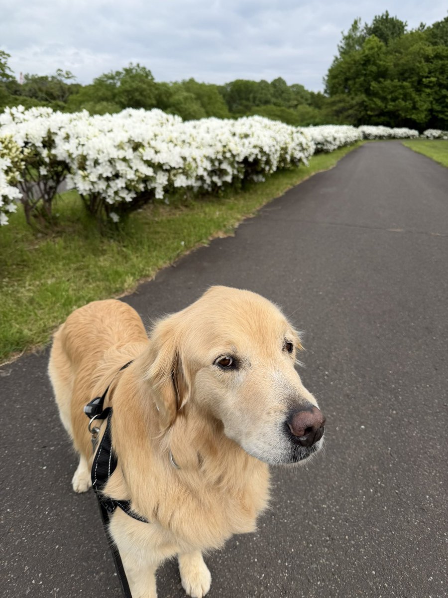 tnrocomoco's tweet photo. ほしみ緑地の白いツツジ満開🤍🤍
#goldenretriever
#ゴールデンレトリバー https://t.co/e0r1SvmRQi