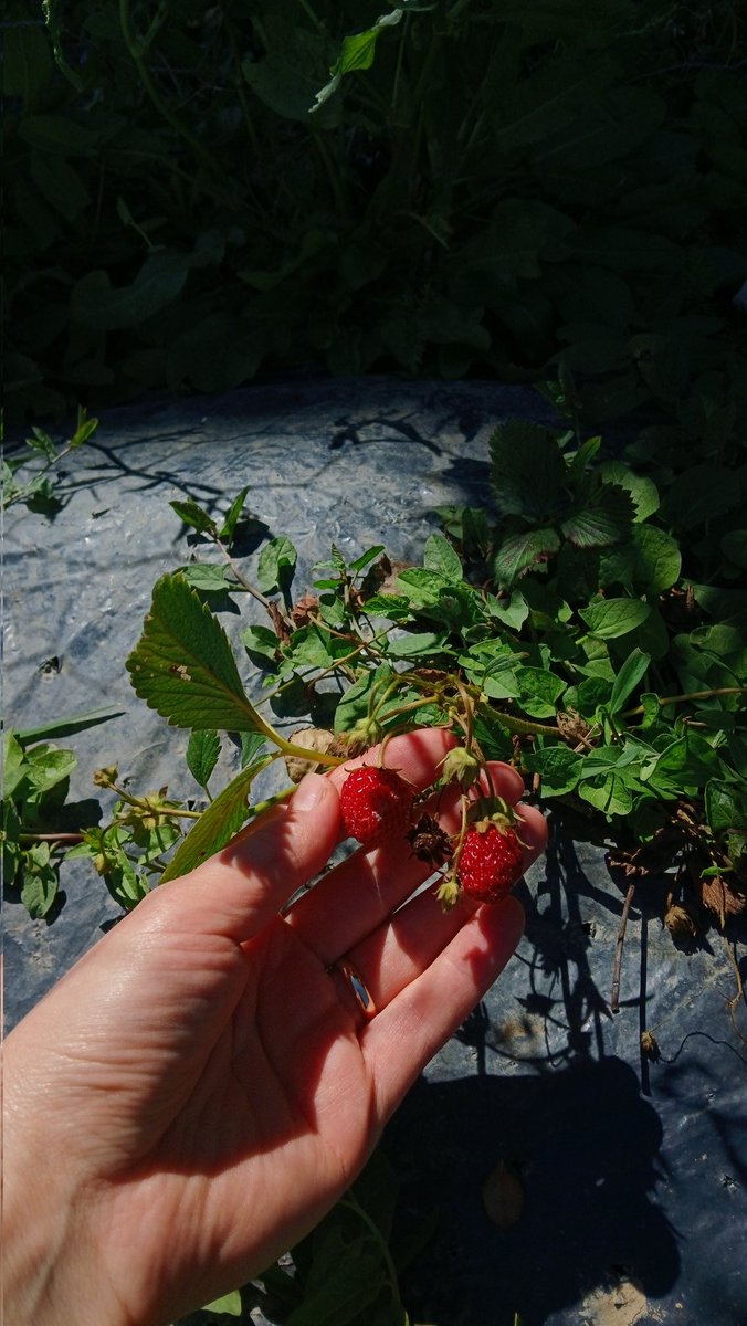 humoss__'s tweet photo. Dalından Meyve aşeren gördünüz mü 😊🍓 https://t.co/y5JQVsFYxn