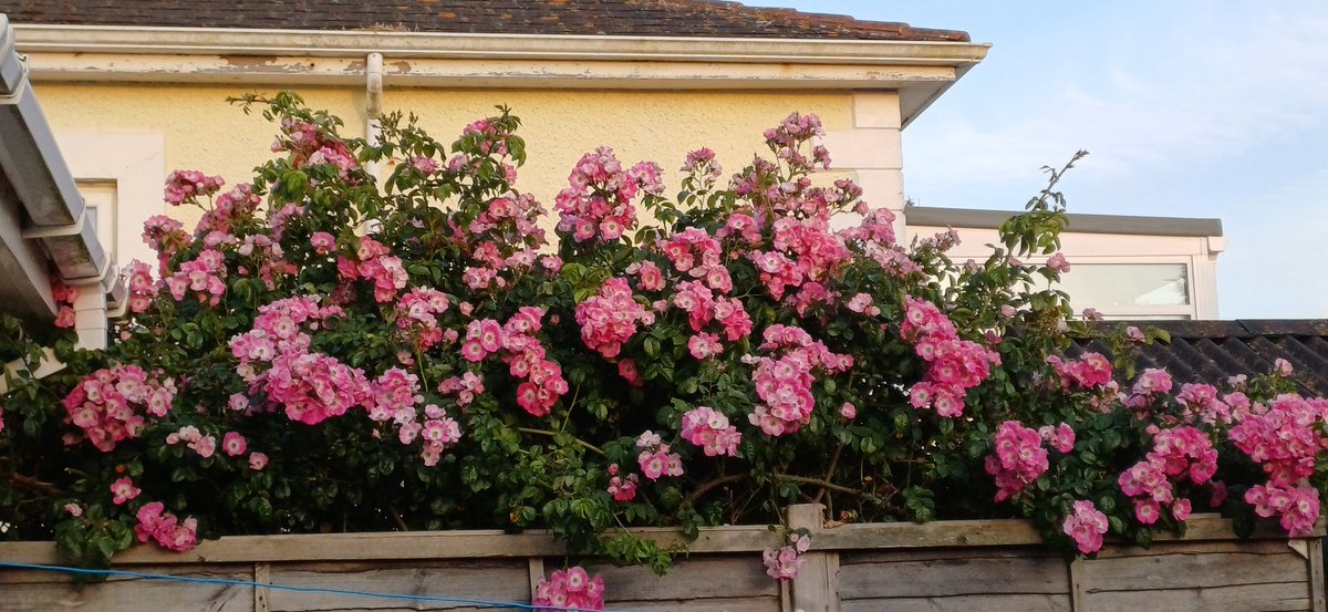 JayneOzanne's tweet photo. My rose tree is looking glorious in the setting sun...
#sofortunate
#Guernsey #bestplacetobe https://t.co/6Hyon71NYf
