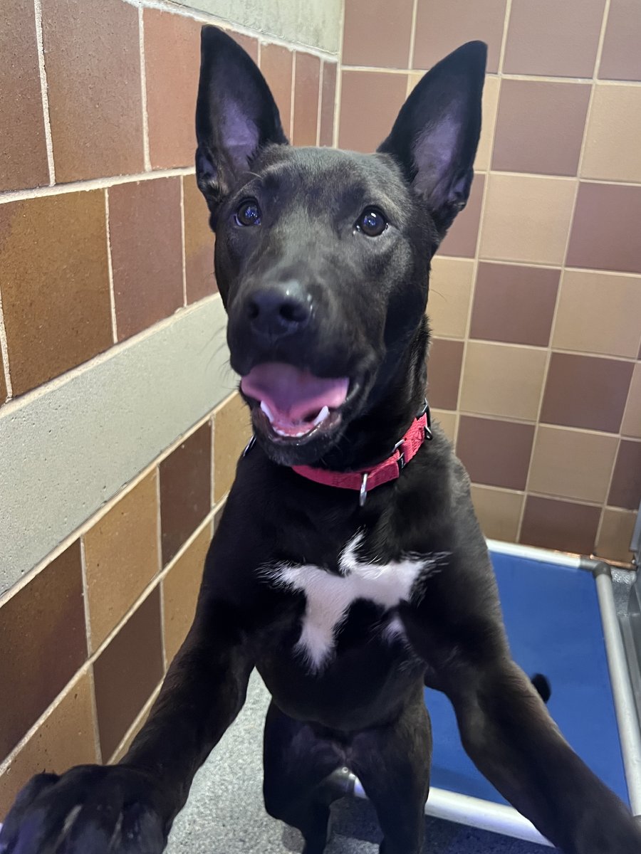 AnimalLeague's tweet photo. 💙 Meet Bluey (#TX2725) 💙

This 8-month-old Terrier mix has already had a taste of home and she’s so ready to find that feeling again. After being rescued from Texas and adopted as a puppy, Bluey was sadly returned through no fault of her own when a child in the home developed severe allergies. 💔

Despite the change, Bluey hasn’t lost her spark. She’s a sweet, affectionate girl who truly thrives on being around her people. She’s already picked up some of her basic cues, is making great progress with her house training, and is incredibly treat-motivated (aka training sessions = her favorite time of day 🍪).

Bluey has experience living in a home and loves being part of the action, but she may do best with a slightly older crew who can help guide her as she continues to grow and learn. What she really wants is simple: a family to love, a cozy place to land, and someone to remind her she’s home for good. 🏡

She misses the comfort of home life more than anything… could you be the one to give it back to her? 🥺🐾

Visit our Port Washington, NY adoption center to meet Bluey, today! 

#GetYourRescueOn