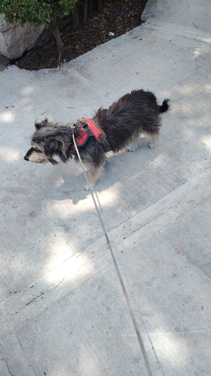 Mardol67's tweet photo. Buenas tardes vecinos de Benito Juárez ! Si alguien reconoce a esta perrita . Favor se avisar ; los policías del módulo en la esquina de Patricio Sanz y Angel Urraza encontraron desde ayer tiene arnés rojo con negro y correa gris, es muy dócil, la tienen en resguardo . https://t.co/rKG3GLdoS2