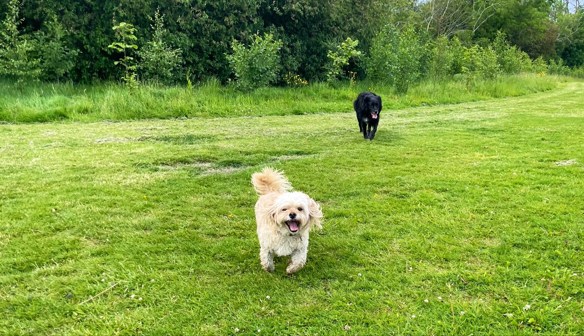 Sorcha79's tweet photo. Harry &amp; Rí today enjoying our walk in the semi sun 🌞 https://t.co/TNu0Rm7Z8F