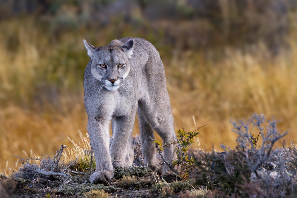 bernabephoto's tweet photo. Patagonia puma, Leona Amarga Estancia, Chile #photography https://t.co/41ju6WLNb4