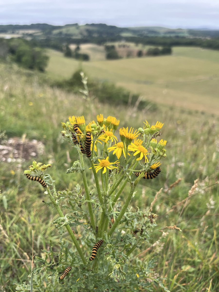 Phil_Wolves's tweet photo. Ragwort complete with Cinnabar Caterpillars 🐛 #wildflowerhour https://t.co/PqE51dAuVB