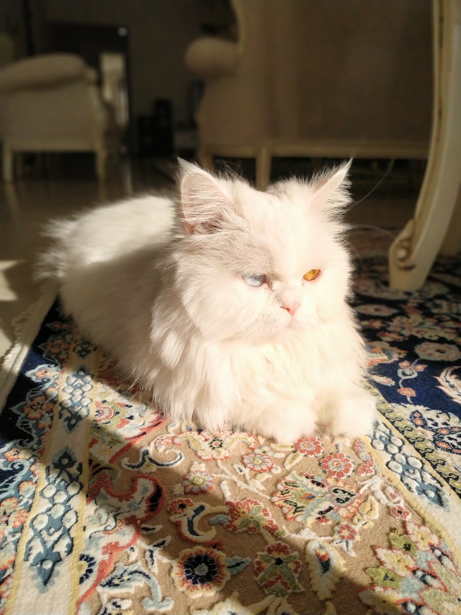 سر به زیر گریزان tweet media