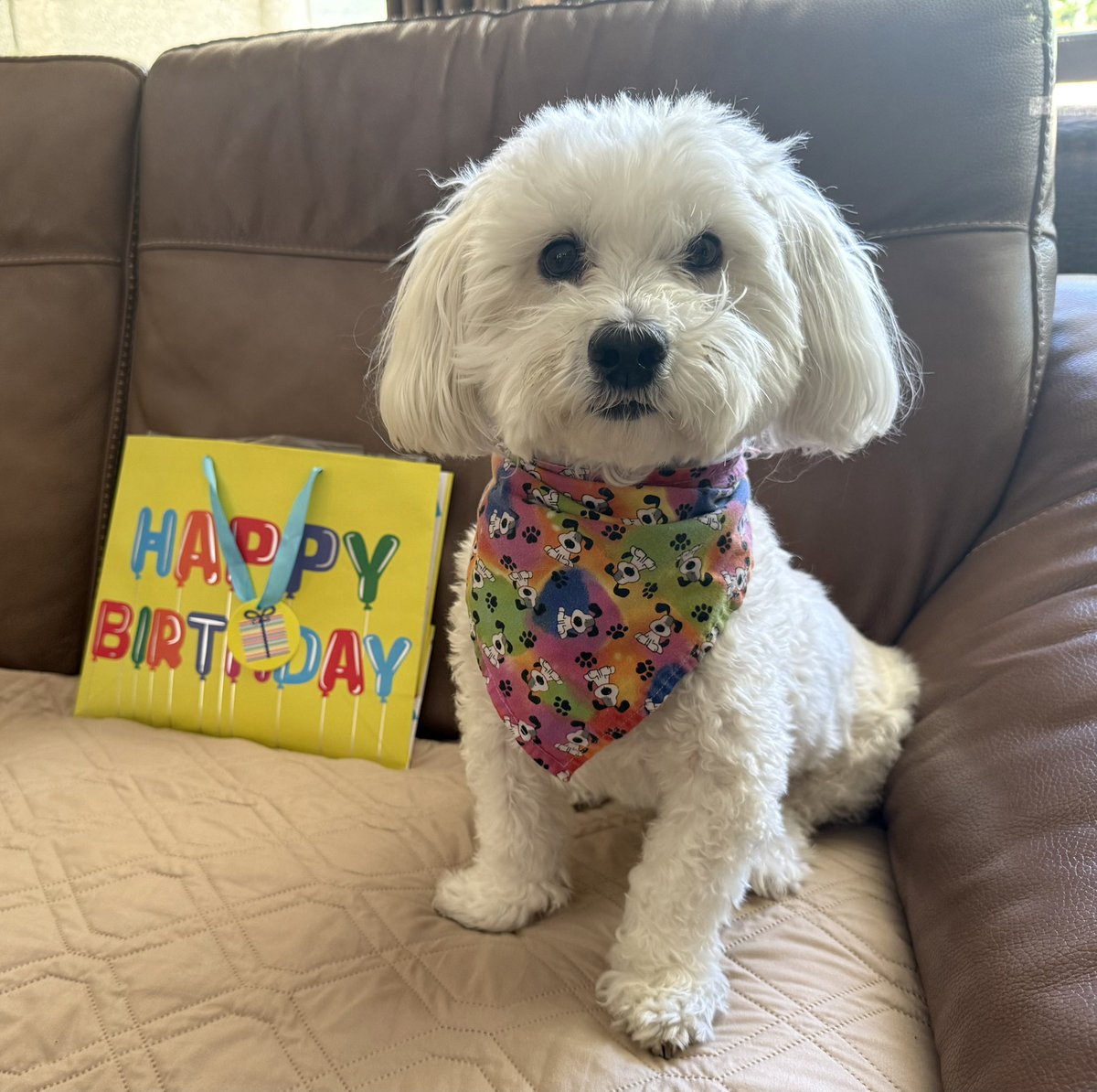 SirBailey2's tweet photo. Today it’s May 31, 2026. An that’s the’s birthday of me’s dear fren Scott 😁🎉🎉 Me’s wanted to’s wish hims. An very Happy Birthday!!! An give hims an gift. Maybe an Pirate gift 🤔But alls I’s got it’s an empty bag 🤔 But Mommy hers says that’s okay. It’s the’s thought thats counts!!! Happy Birthday dear fren Scott 💚🐶🐾 #happybirthdayScott #dogsofx #dogsoftwitter #adogslife #doggo #pets @RickenbachScott @AngelaRickenba1