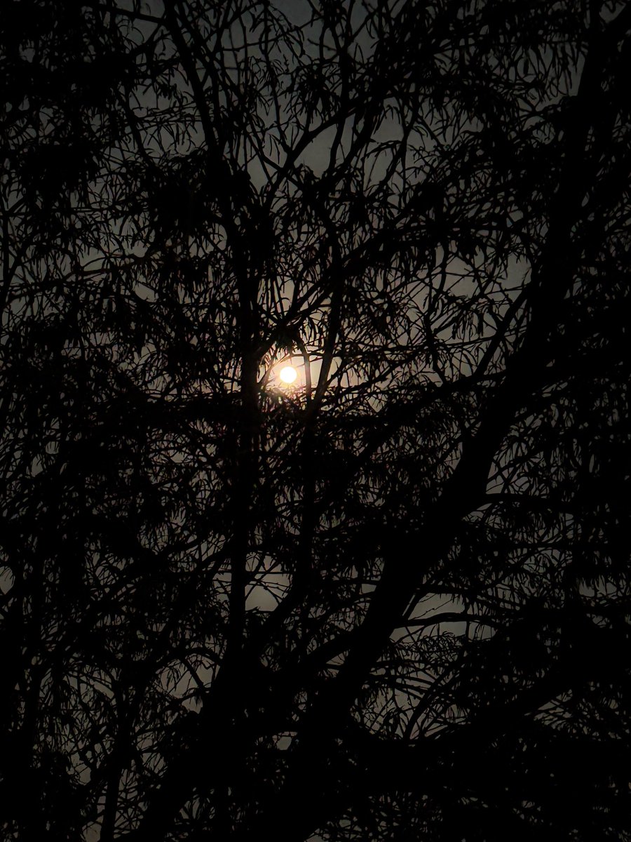 jusstmohammed's tweet photo. القمر الأزرق 
Blue Moon https://t.co/770TDumeDw