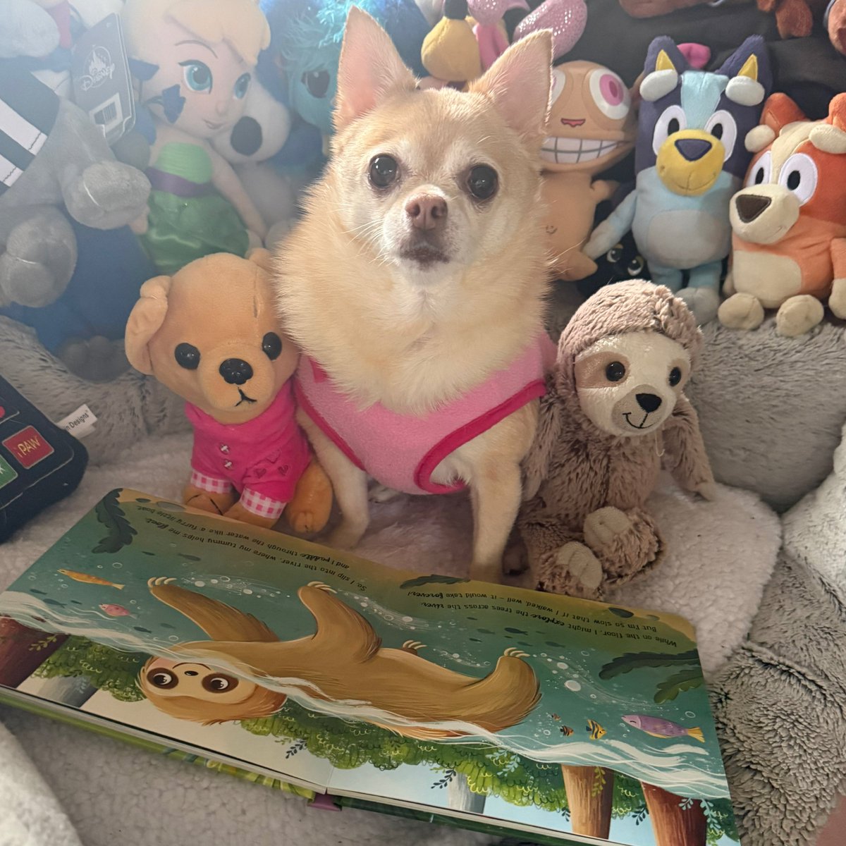 Pomchi_Puppy's tweet photo. This morning we are reading “I Love Being a Sloth” This book was very very educational about Sloths🐾1/6

#tinkerbellstorytime #tinkerbellthepomchi #dogsofx #pomchi https://t.co/0ekng80seq