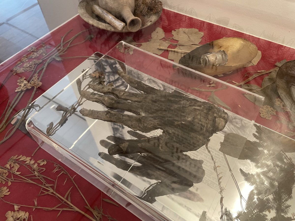 mrjoediddley's tweet photo. Behold! The Hand of Glory #whitbymuseum https://t.co/da1NotGVuQ