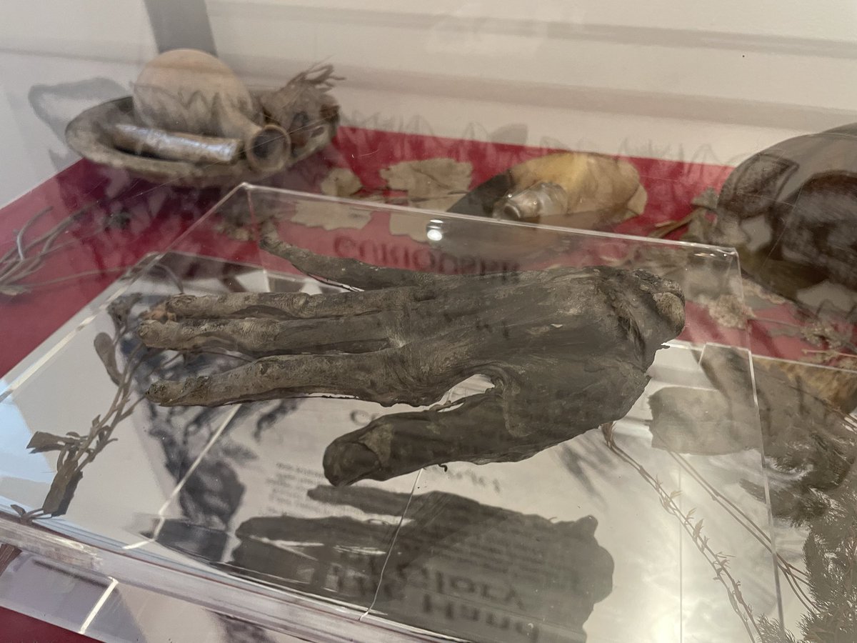 mrjoediddley's tweet photo. Behold! The Hand of Glory #whitbymuseum https://t.co/da1NotGVuQ