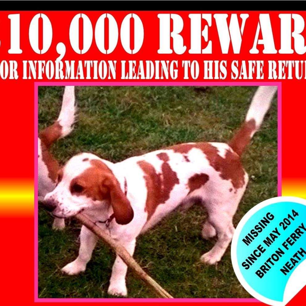 MissingPetsGB's tweet photo. #stolendoghour HANSUM really is a sad story.

12 year today of daily searching and agony for his owner 💔

He is distinctive beagle cross, last seen in Neath #Wales

His family needs closure
Please contact if anyone has any information at all
£10,000 Reward https://t.co/DZp3ZkghSX