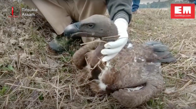 giveashitnature's tweet photo. The collapse of India's vultures killed 500,000 people.

A peer-reviewed 2024 study in the American Economic Review put the toll at 100,000 extra human deaths per year for five straight years.

In 1994, Indian farmers began giving their cattle diclofenac, which is a common painkiller. The drug caused fatal kidney failure in any vulture that fed on a treated carcass. India's vulture population dropped from roughly 50 million birds to 20,000 in a decade. Three species crashed by more than 99%.

Vultures had been the country's free, invisible sanitation system. A flock could strip a dead cow in 30 minutes, sterilizing the meat with stomach acid strong enough to kill anthrax, rabies, and most pathogens that survive in rotting flesh. 

When the vultures disappeared, the carcasses stayed in fields and on roadsides for weeks. Feral dog populations exploded by at least 5 million due to the extra calories they could scavenge. Rabies cases surged. Fecal bacteria in drinking water more than doubled. Farmers began dumping dead livestock in rivers. It was an ecological crisis on multiple fronts.

India banned diclofenac for veterinary use in 2006. Vulture numbers are now recovering slowly. But the death toll from those years is the price tag of erasing a single species from a single ecosystem.

It's easy to look at a "gross" animal like a vulture and wonder, 'what good is it?'  But time and time again, we see that when species disappear, it creates catastrophic human consequences as well.