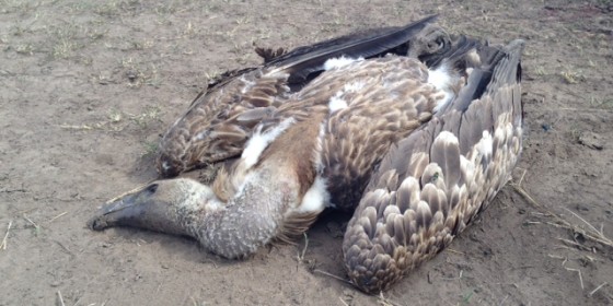 giveashitnature's tweet photo. The collapse of India's vultures killed 500,000 people.

A peer-reviewed 2024 study in the American Economic Review put the toll at 100,000 extra human deaths per year for five straight years.

In 1994, Indian farmers began giving their cattle diclofenac, which is a common painkiller. The drug caused fatal kidney failure in any vulture that fed on a treated carcass. India's vulture population dropped from roughly 50 million birds to 20,000 in a decade. Three species crashed by more than 99%.

Vultures had been the country's free, invisible sanitation system. A flock could strip a dead cow in 30 minutes, sterilizing the meat with stomach acid strong enough to kill anthrax, rabies, and most pathogens that survive in rotting flesh. 

When the vultures disappeared, the carcasses stayed in fields and on roadsides for weeks. Feral dog populations exploded by at least 5 million due to the extra calories they could scavenge. Rabies cases surged. Fecal bacteria in drinking water more than doubled. Farmers began dumping dead livestock in rivers. It was an ecological crisis on multiple fronts.

India banned diclofenac for veterinary use in 2006. Vulture numbers are now recovering slowly. But the death toll from those years is the price tag of erasing a single species from a single ecosystem.

It's easy to look at a "gross" animal like a vulture and wonder, 'what good is it?'  But time and time again, we see that when species disappear, it creates catastrophic human consequences as well.