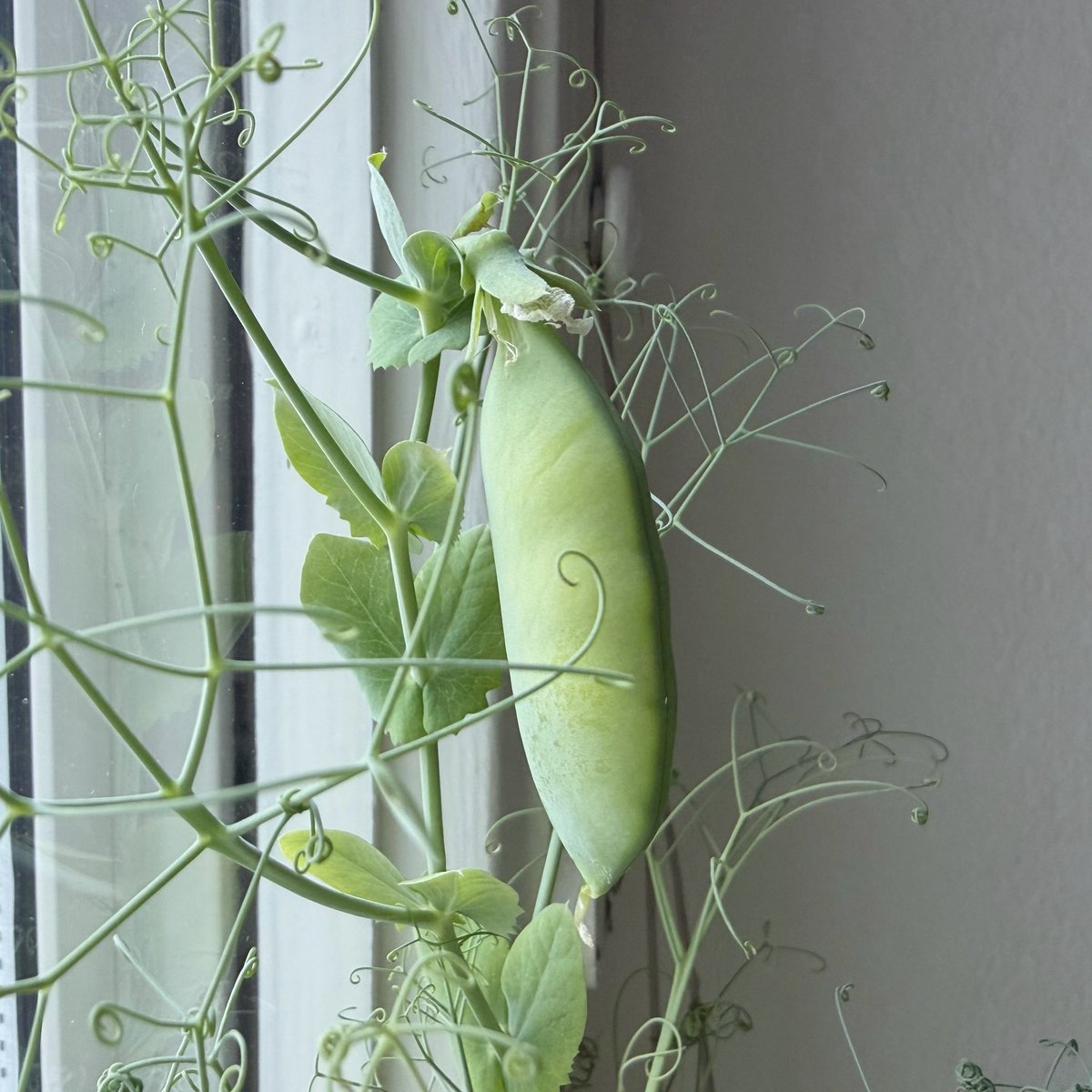 mame_swe's tweet photo. 食用の乾燥えんどう豆（gula ärtor）を豆腐のパックに植えてミニミニ家庭菜園。出来たのは２さやのみ🫛🫛やっぱりちゃんと地面とかプランターに植えないとダメか。

冷やしうどんの上にのせてみました。味は普通にえんどう豆。 https://t.co/0TRsxUBcpp