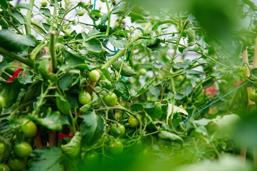 LvntMarie's tweet photo. Just tried the new local cherry tomatoes—bursting with sweet juice, firm texture, no weird aftertaste. Perfect for salads or snacking! https://t.co/KTC2KGG3dz