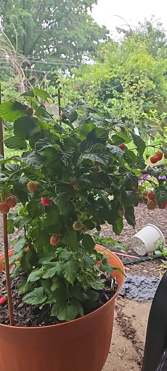 Grand_Codex's tweet photo. @_HEAVYMETALMAY_ Other than the storms making the outside slippery this bush is just non stop making berries. https://t.co/mkoTKhINuM