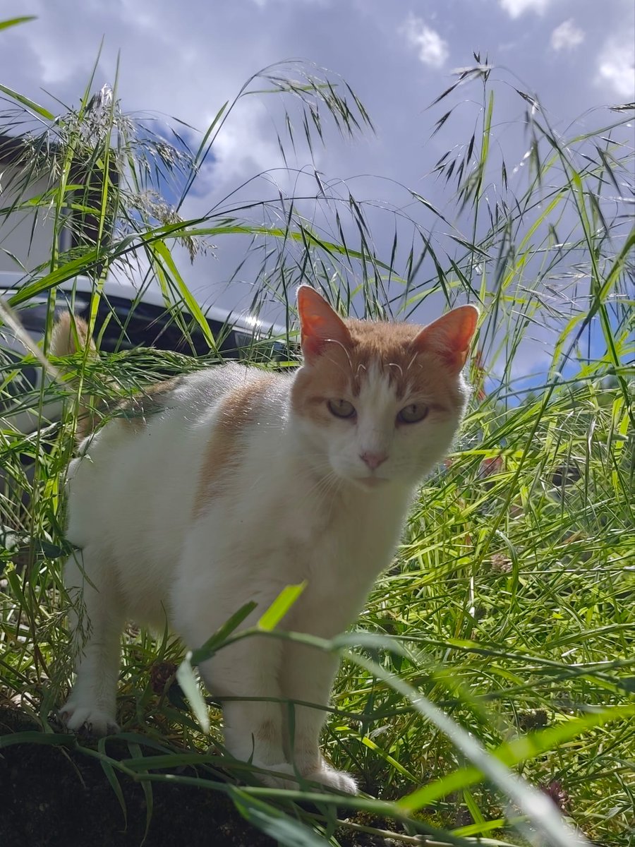 bobarsu's tweet photo. 🐈‍⬛Friends of #bobacat🐈‍⬛
🌞Day 1223
$boba https://t.co/xF2EPNT97p