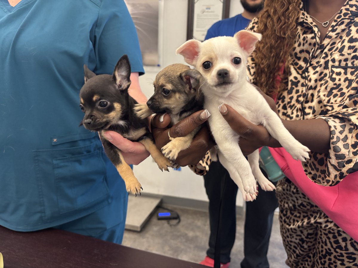 SpayNeuterNet's tweet photo. https://t.co/vmRXevHmxd

Last chance to give! North Texas Gives to Animals ends tonight at midnight.

Your gift helps pets and families access affordable veterinary care when they need it most. Give before the deadline and help make care possible. https://t.co/PomPgBYRHG