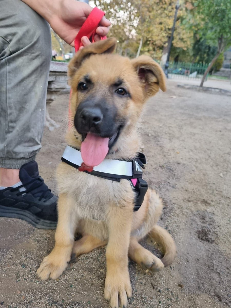 alegriagonzaa's tweet photo. 🔴🐶#Recoleta Se extravió "Kira", una cachorrita de 4 meses en las inmediaciones de Av. Perú c/ Valdivieso. 

📱Si la ves o tienes información, comunícate de inmediato al número: 956962184.

@carolinapinoc @PerrosPlazaHuem @CarolinaSequel @Losquesomos6 @cleivamoris https://t.co/AOJJXHM8Vv