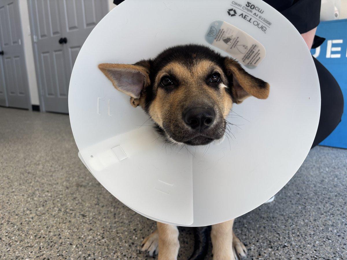 SpayNeuterNet's tweet photo. https://t.co/vmRXevHmxd

Last chance to give! North Texas Gives to Animals ends tonight at midnight.

Your gift helps pets and families access affordable veterinary care when they need it most. Give before the deadline and help make care possible. https://t.co/PomPgBYRHG