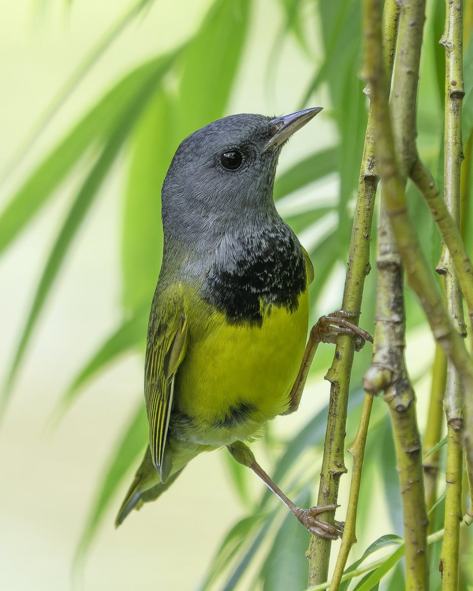 davidlei's tweet photo. Mourning warbler foraging in one of Central Park’s beautiful willow trees last week. It was interesting to see this normally skulky bird flitting around in trees. (The Pool, Central Park, New York)

#birdcpp #nature #wildlife https://t.co/Mgoe8QoGXf