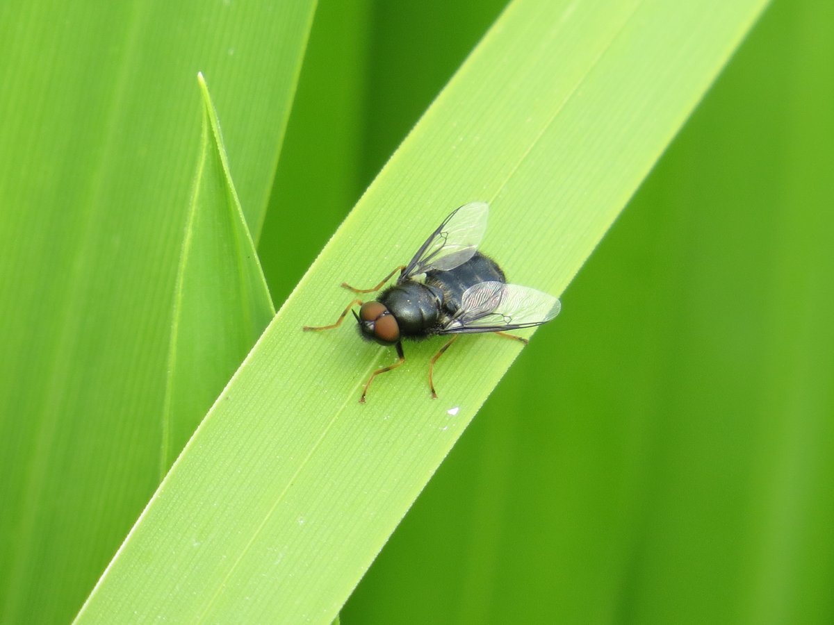 ChilternNature's tweet photo. I spent most of yesterday exploring the flooded meadows along the river misbourne. A good selection of soldierflies seen, including, Long-horned General, Flecked General and Black Colonel. https://t.co/C8cU4qnFZC