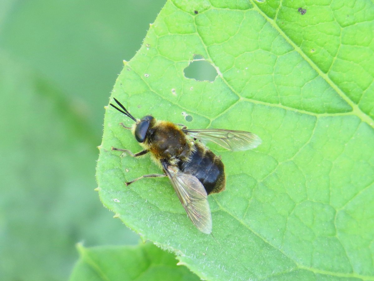 ChilternNature's tweet photo. I spent most of yesterday exploring the flooded meadows along the river misbourne. A good selection of soldierflies seen, including, Long-horned General, Flecked General and Black Colonel. https://t.co/C8cU4qnFZC