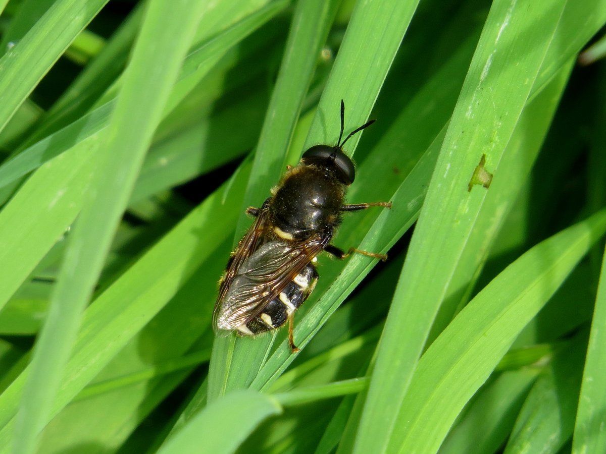 ChilternNature's tweet photo. I spent most of yesterday exploring the flooded meadows along the river misbourne. A good selection of soldierflies seen, including, Long-horned General, Flecked General and Black Colonel. https://t.co/C8cU4qnFZC