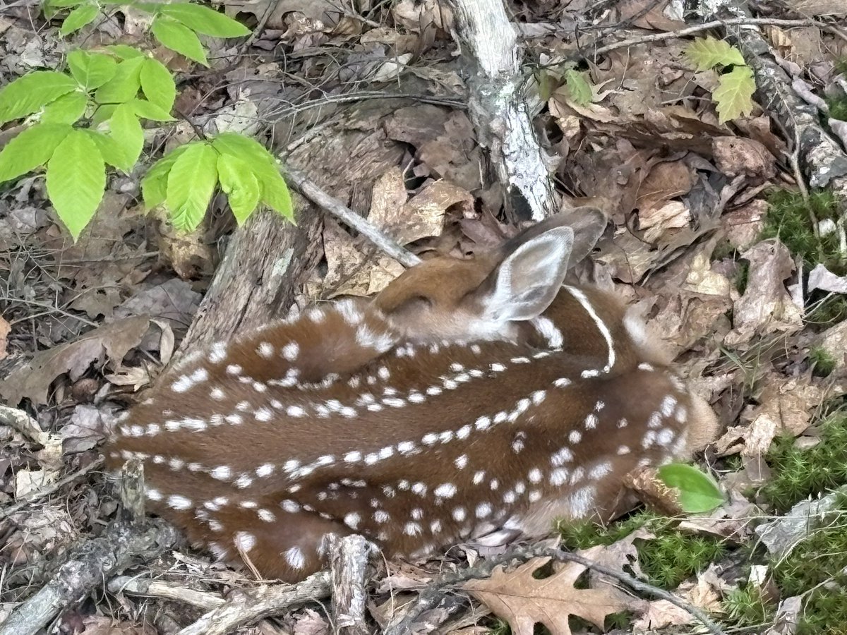 skiballar's tweet photo. On the one hand, yeah, valid, on the other, I almost stepped on this one. https://t.co/7aGmErECbu
