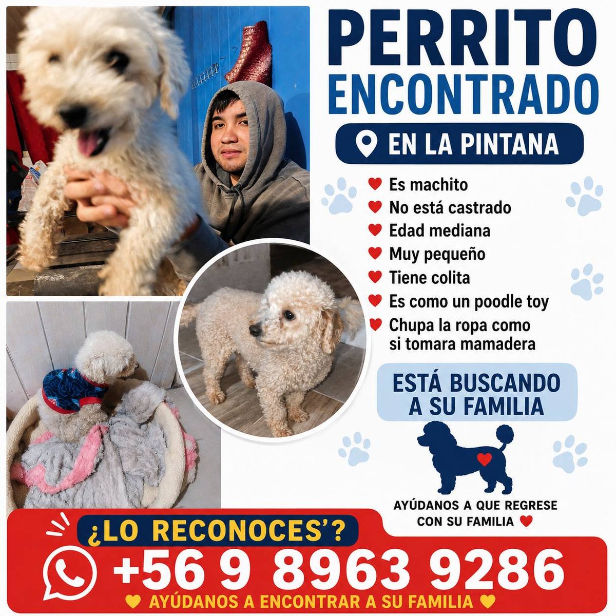 alegriagonzaa's tweet photo. 🔴 Perrito encontrado en #LaPintana.

Actualmente se encuentra en resguardo mientras se busca a sus dueños.

📱Contacto: +56 9 8963 9286

@carolinapinoc @PerrosPlazaHuem @cleivamoris @CarolinaSequel @Losquesomos6 https://t.co/mfX50lxhTA