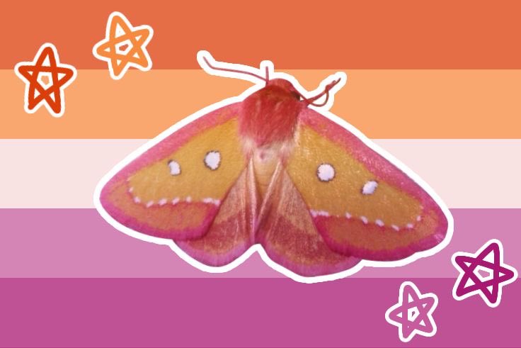 Moth tweet media