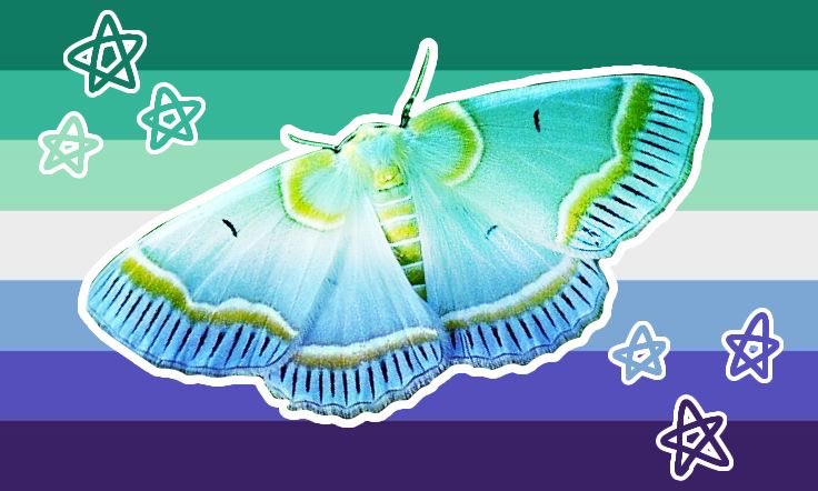 Moth tweet media