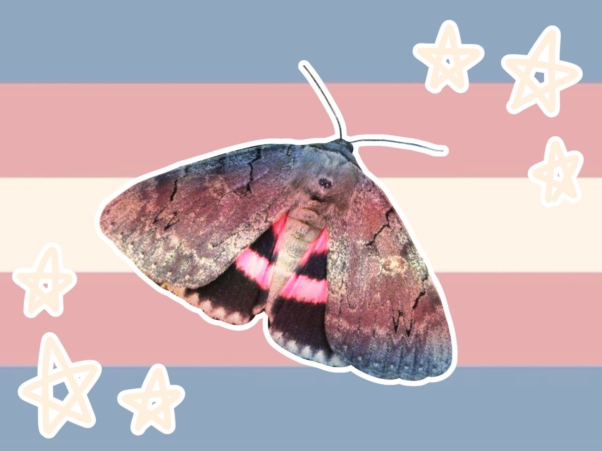 Moth tweet media