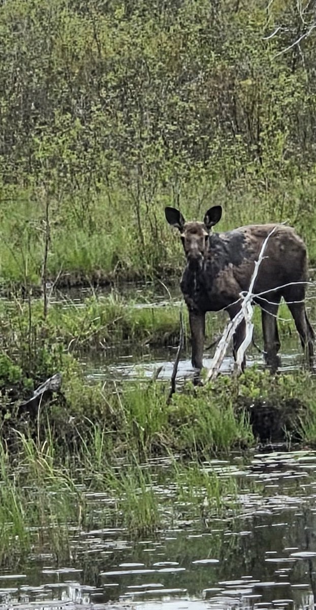 SflJim's tweet photo. Calf moose and a fox pup at McKenzie Lk this afternoon…it’s regular zoo around here. https://t.co/H8wwR0bnVf